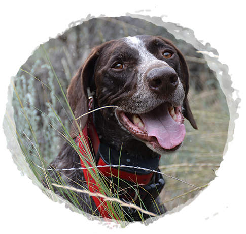 Our Bird Dogs, Experienced and Exceptional - High Country Sporting Birds - Clyde