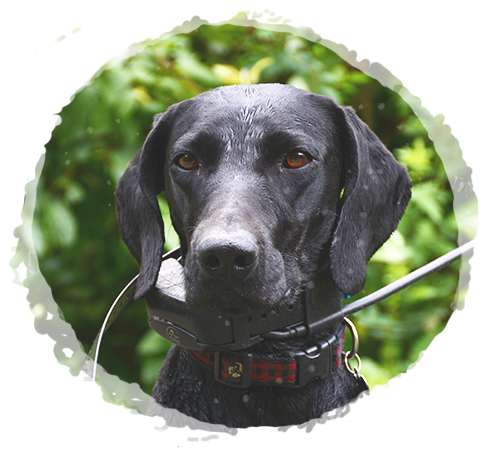 Our Bird Dogs, Experienced and Exceptional - High Country Sporting Birds Maggie-2