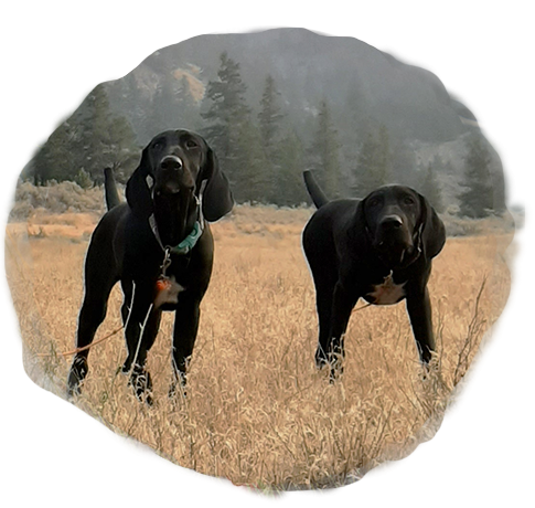 Experienced and Exceptional Bird Dogs - High Country Sporting Birds Floyd & Ruby